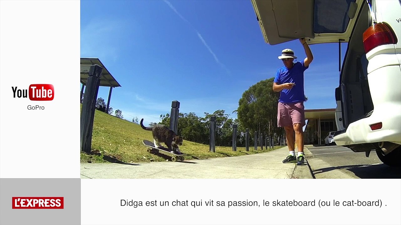 Le chat skateboarder, le zapping insolite