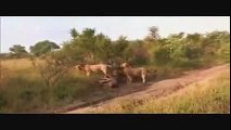 Dying Lion After The Battle, Wild Animal Fights by WILD ANIMAL ZONE