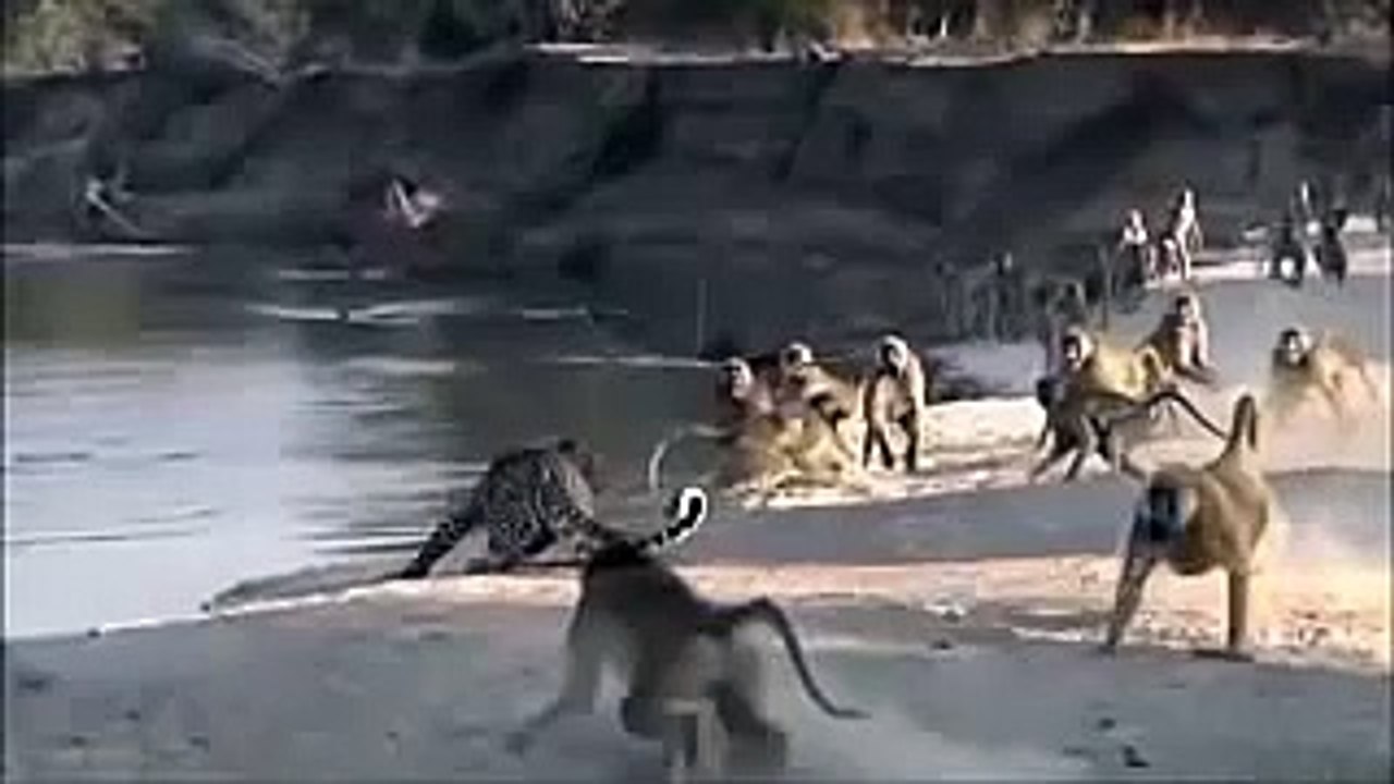 Lion vs Zebra incredible Fighting Must watch new 2015