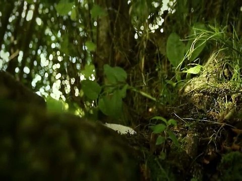 Minuscule La Vie privée des insectes saison 2 E13 Le Monstre Du Marais Hante