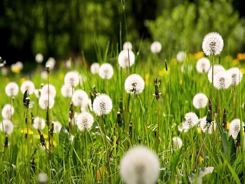 Minuscule La Vie privée des insectes saison 2 E10 La Sauterelle Qui Ne Savait Pas Sauter