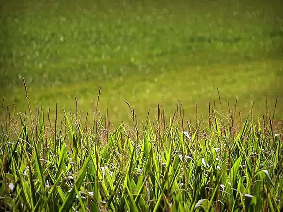 Minuscule  La Vie privée des insectes saison 2 E07 En Voiture Simone
