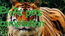 Even exotic animals can be pets - Unusual pets compilation