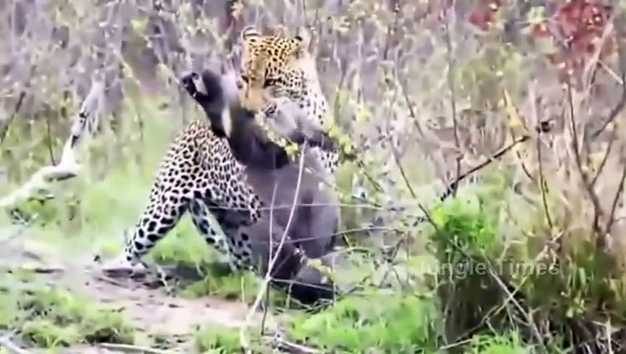 Wild boar vs Leopard The Non Stop Bloody War