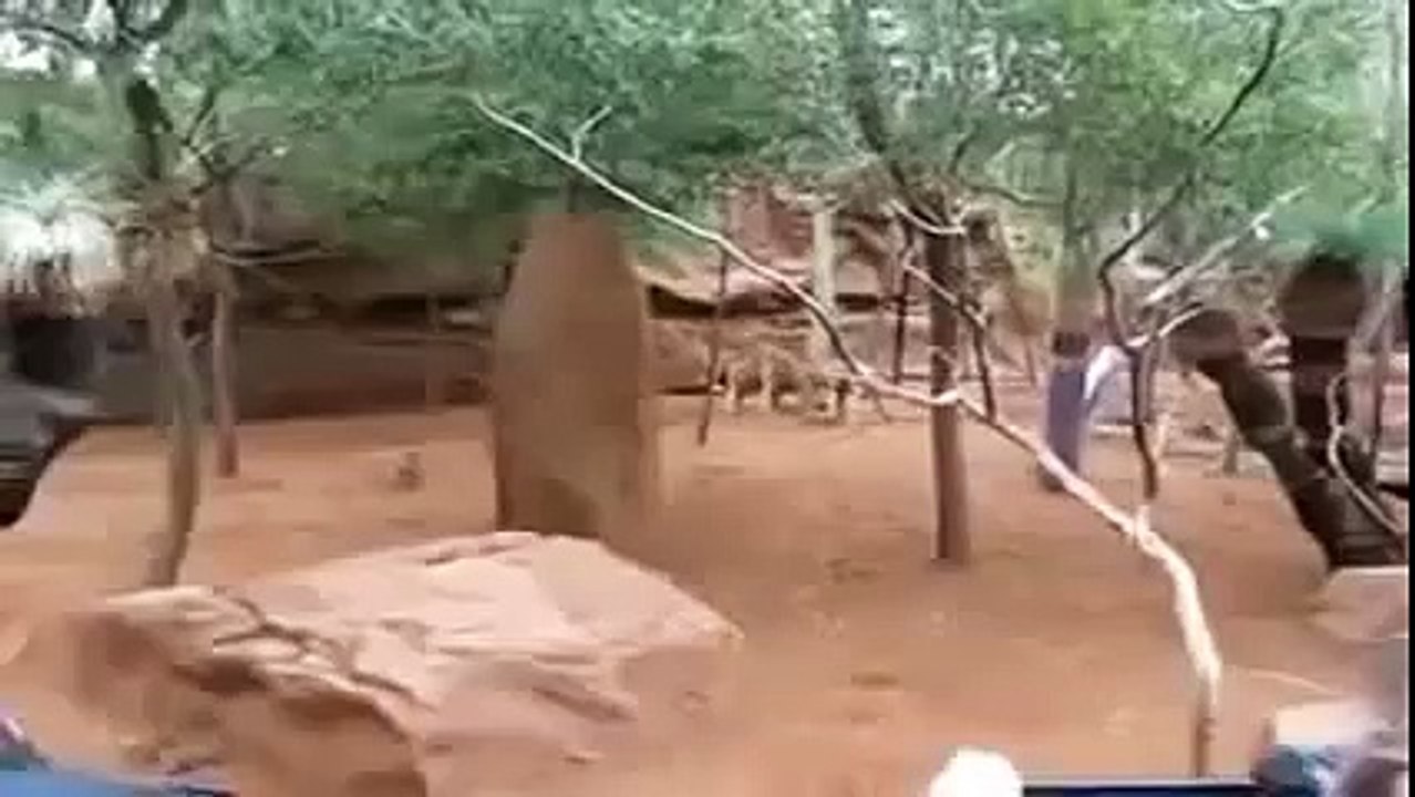 Animal Mating Kangaroos humping  mate video