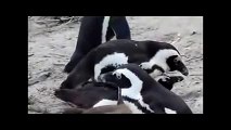 Breeding  Penguins in the Wild