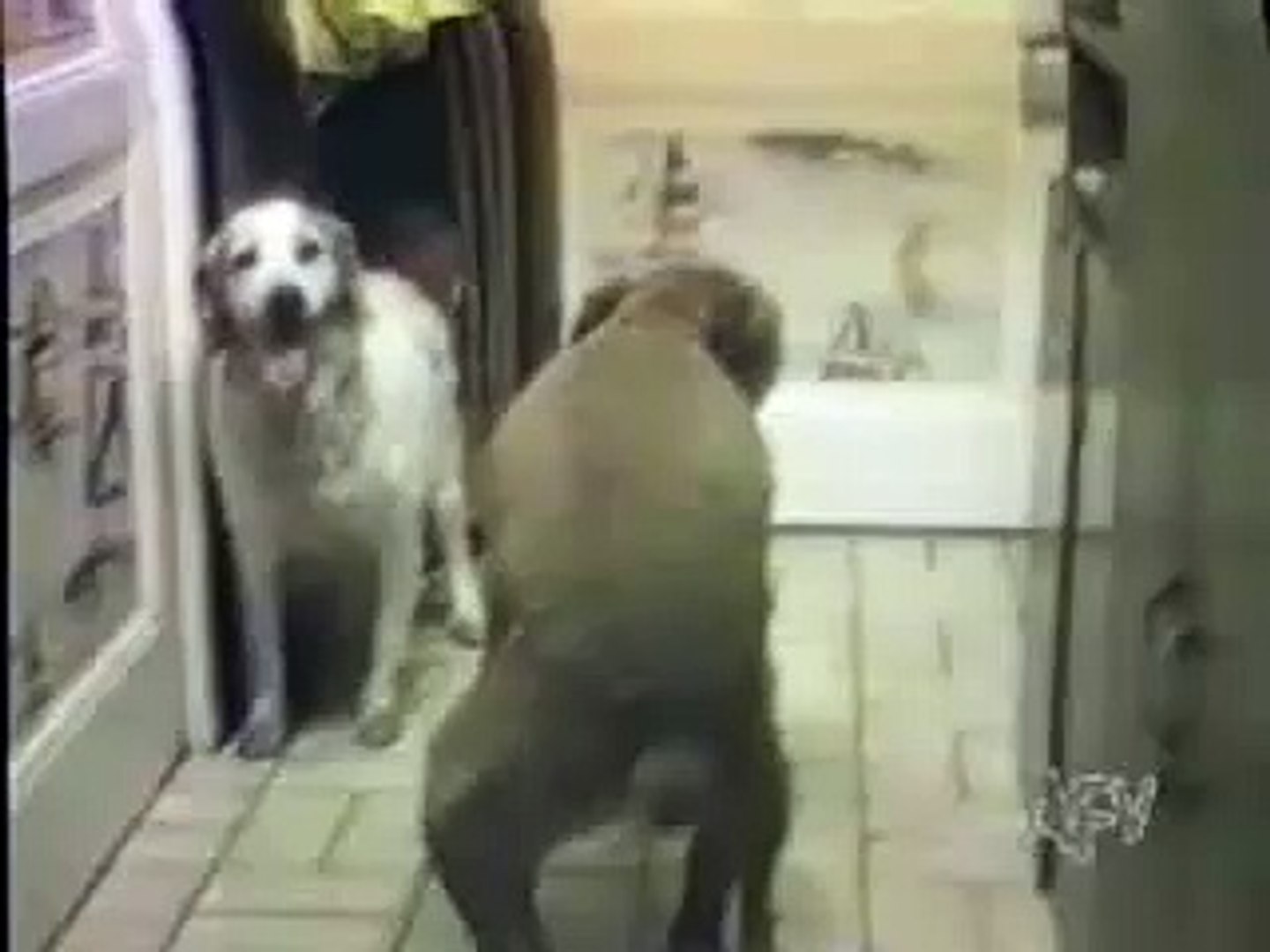 Funny pets#2
