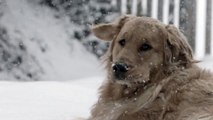Slow motion dog : 960fps Golden Retriever in the Snow