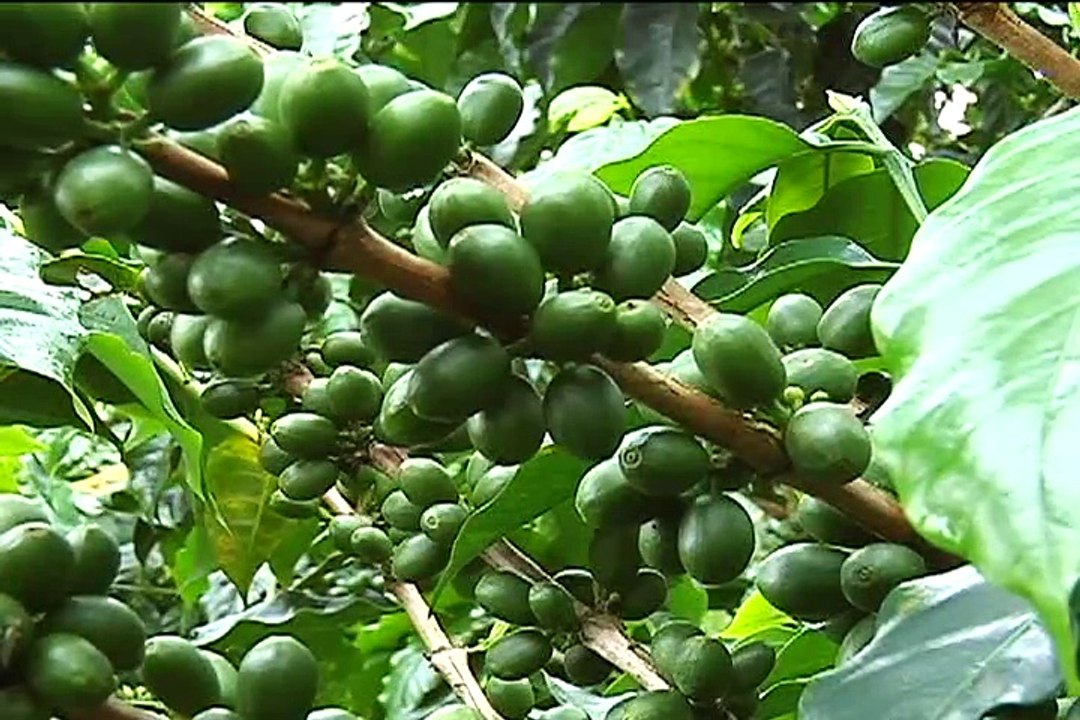 5 de marzo de 2015 Agricultura hidrológica