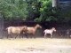ANIMAUX SEXE AMOUR - PETS LOVE SEX #4 (Cheval Przewalski Horse)