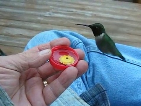 Hand feeding Hummingbirds (Watch Video)