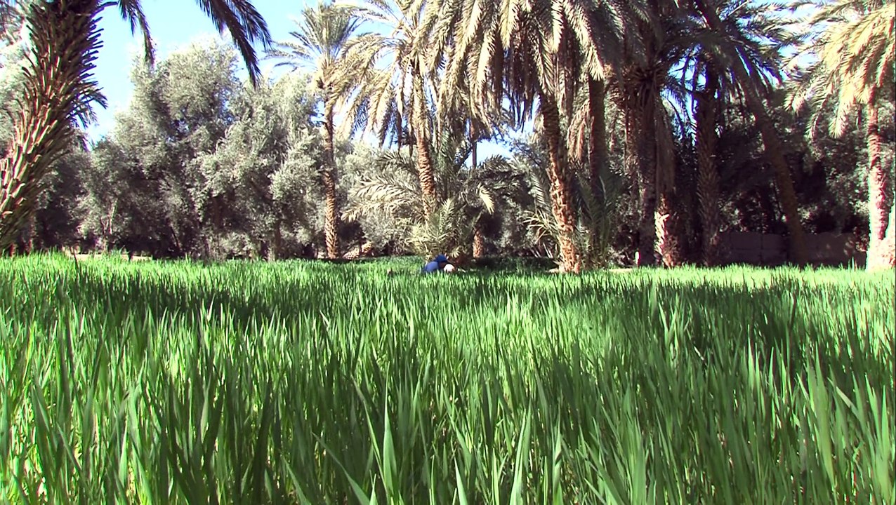 رابحة كموس،  المرأة القروية التي اقتحمت قلاع الذكور