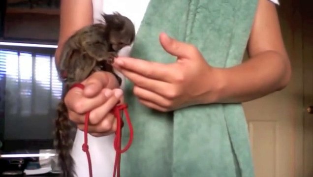 Pet Monkey Care Do Monkeys make good pets