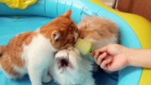 Pets enjoy Honeydew Popsicle