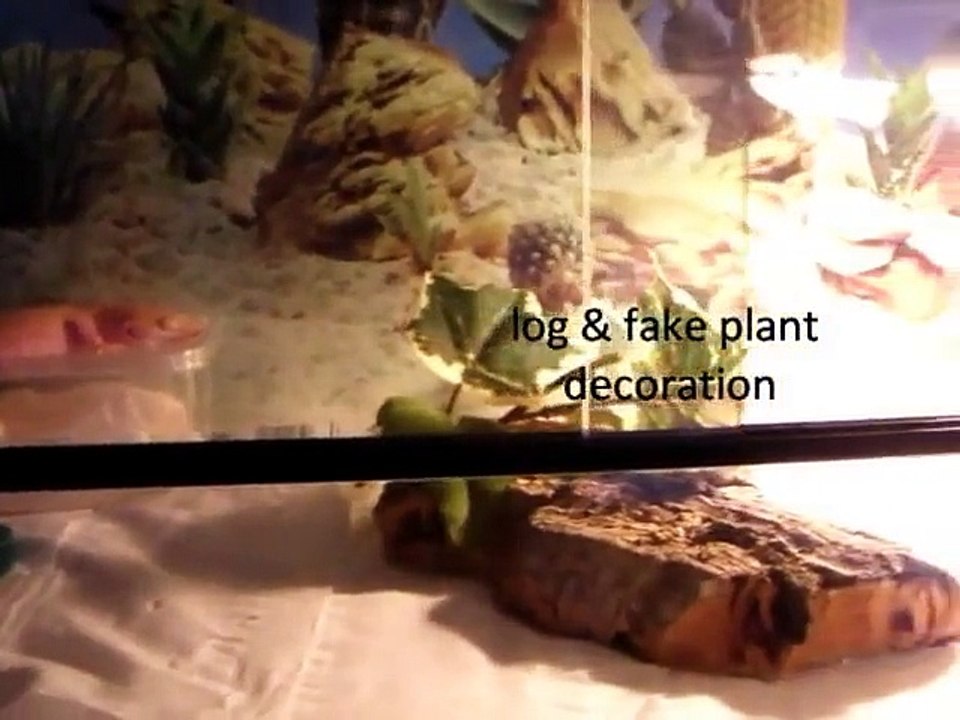 Why Leopard Geckos Make Great Pets