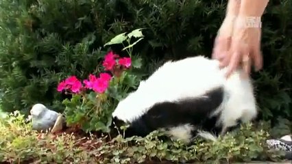 Pets 101- Pet Skunks