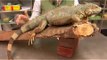 Reptiles, Amphibians, Invertebrates & Small Pets   Iguana Facts