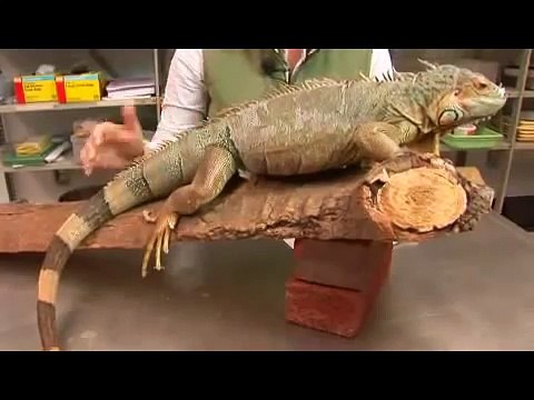 Reptiles, Amphibians, Invertebrates & Small Pets Iguana Facts