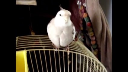 Pet Interviews - Talking Bird, Dog, Cat
