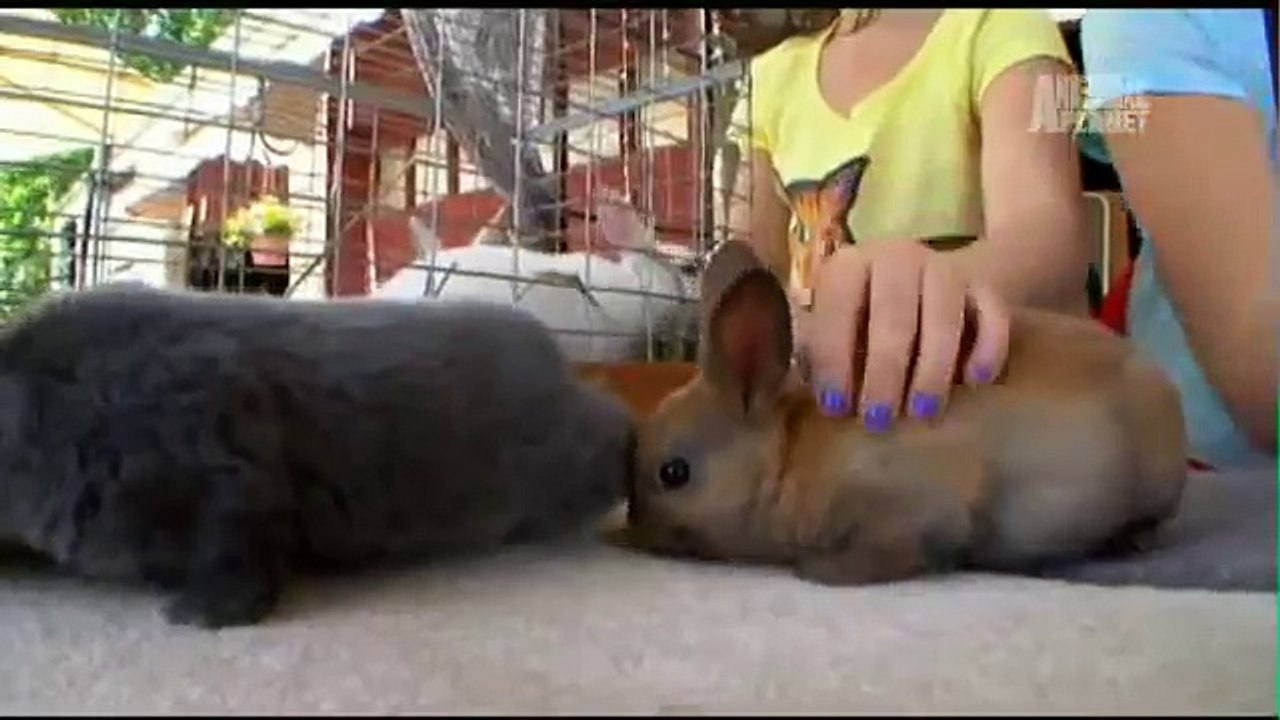 Pets 101- Rabbits