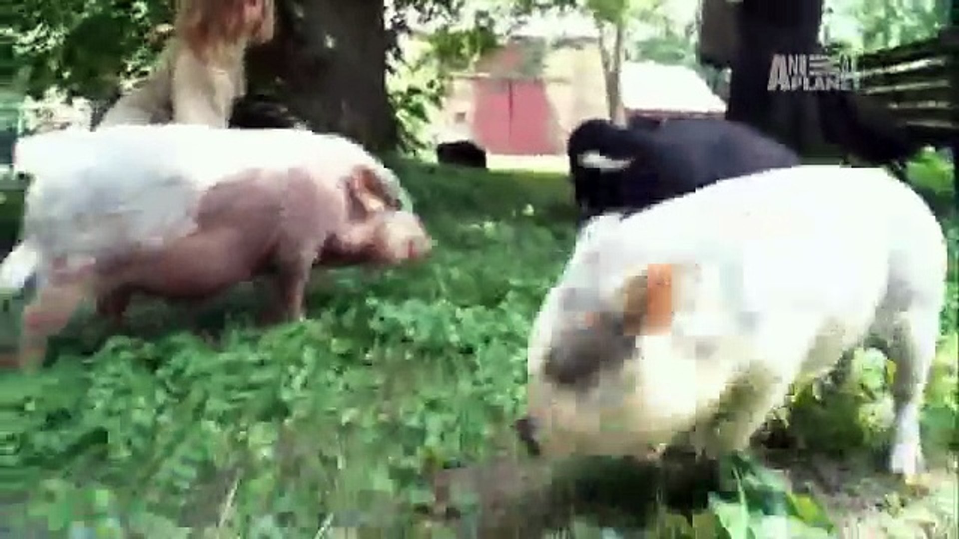 ⁣Pets 101- Pet Pigs