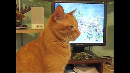 Pets Add Life Outtakes