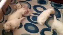 our bichon frise puppies nearly 4 weeks old ...