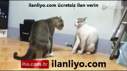 Boxing Cats - Boksör Kediler