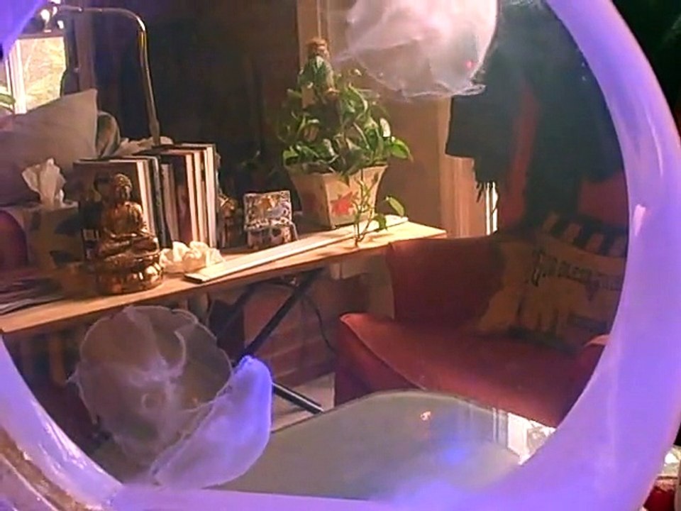 Feb28_Jellies