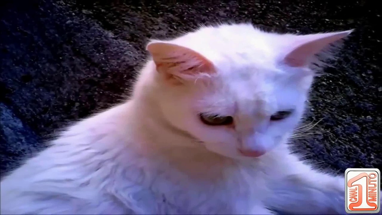 Gatinha Gravida - Cat pregnant