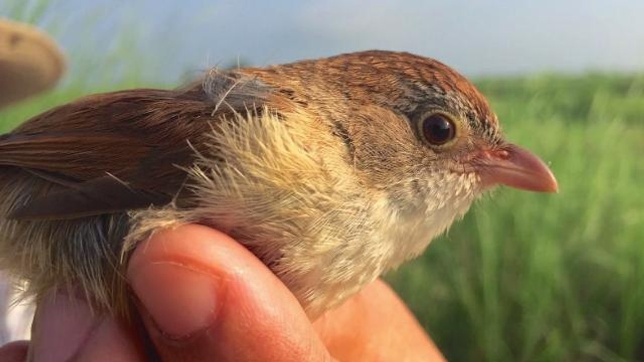 'Extinct' Bird Isn't Extinct At All, Scientists Find