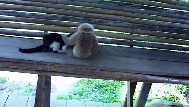 Crazy Monkey vs Kitten - Must See ! Обезьяна достает Котенка - Прикол !