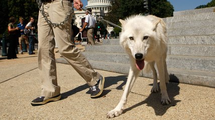 AK Congressman Wants To Solve Homelessness With Wolves