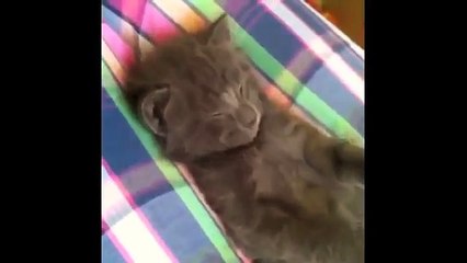 FUNNY VIDEOS_ Funny Cats - Funny Animals - Funny Moments - Funny Cat Vines