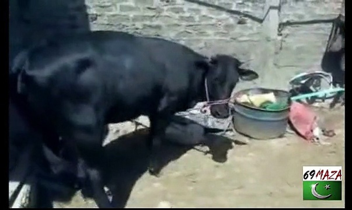Subhan-ALLAH Cow give milk without