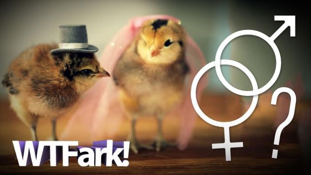 CHICKS WITH OR WITHOUT D***S: England Faces Critical Shortage Of Well Paid Chicken Sexers