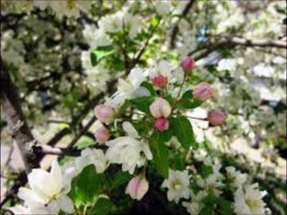 SURAH ADIYAT /  by Sudais