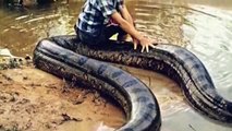 TOP10 des plus gros serpents de la planete !