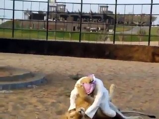 A Crazy Arab With Wild Lion- Video Dailymotion