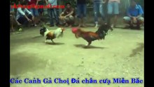 Clip cockfight very Best giải trí Đá Gà cựa sắt Việt Nam