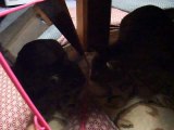 The experiment! Funny cat VS Mirror (pet kitty animal video movie )