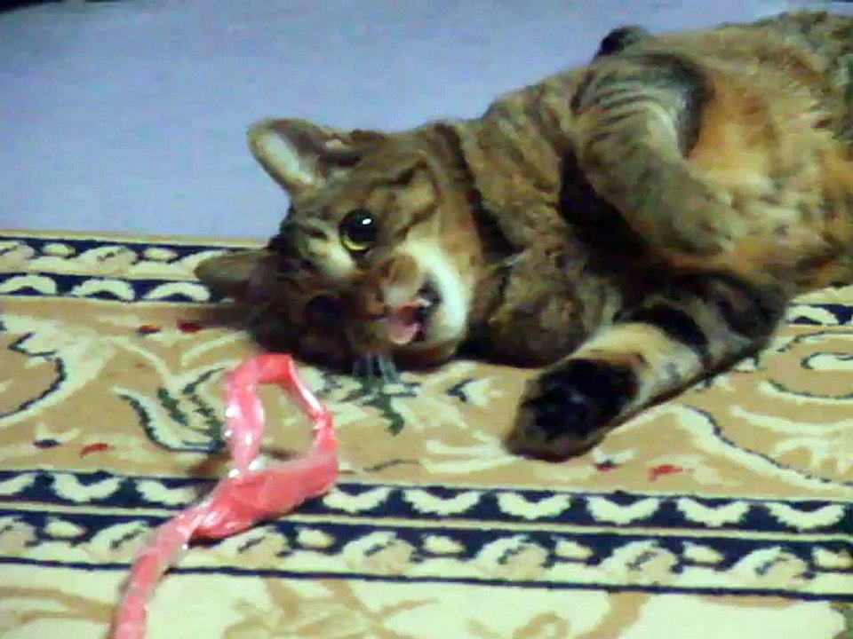 very cute! the funny cat (pet kitty animal video movie )