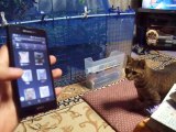 What's that  The cat is looking for freinds iPhone (pet kitty animal video movie )