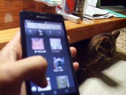 Where it is The cat is looking for freinds iPhone (pet kitty animal video movie )