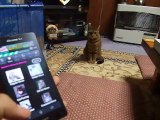 The cat which listens to cat's voice calmly(pet kitty kitten animal video movie )