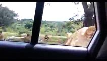 Full Of Pride! Lion Manages To Open Family's Car Door - Lion Opens Car Door with its TEETH-terrifying moment