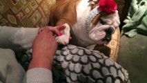 Doggy Getting Its Nail Polished