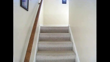 This Baby Pygmy Goat doesn't know which Way He wants to Go!