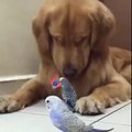 A Gentle Golden Dog Retriever Playing With Birds