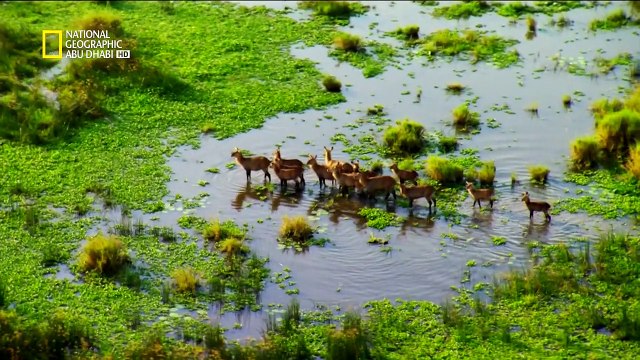 الحياة البرية فى النيل الحلقه الاولى قلب الظلام National Geographic
